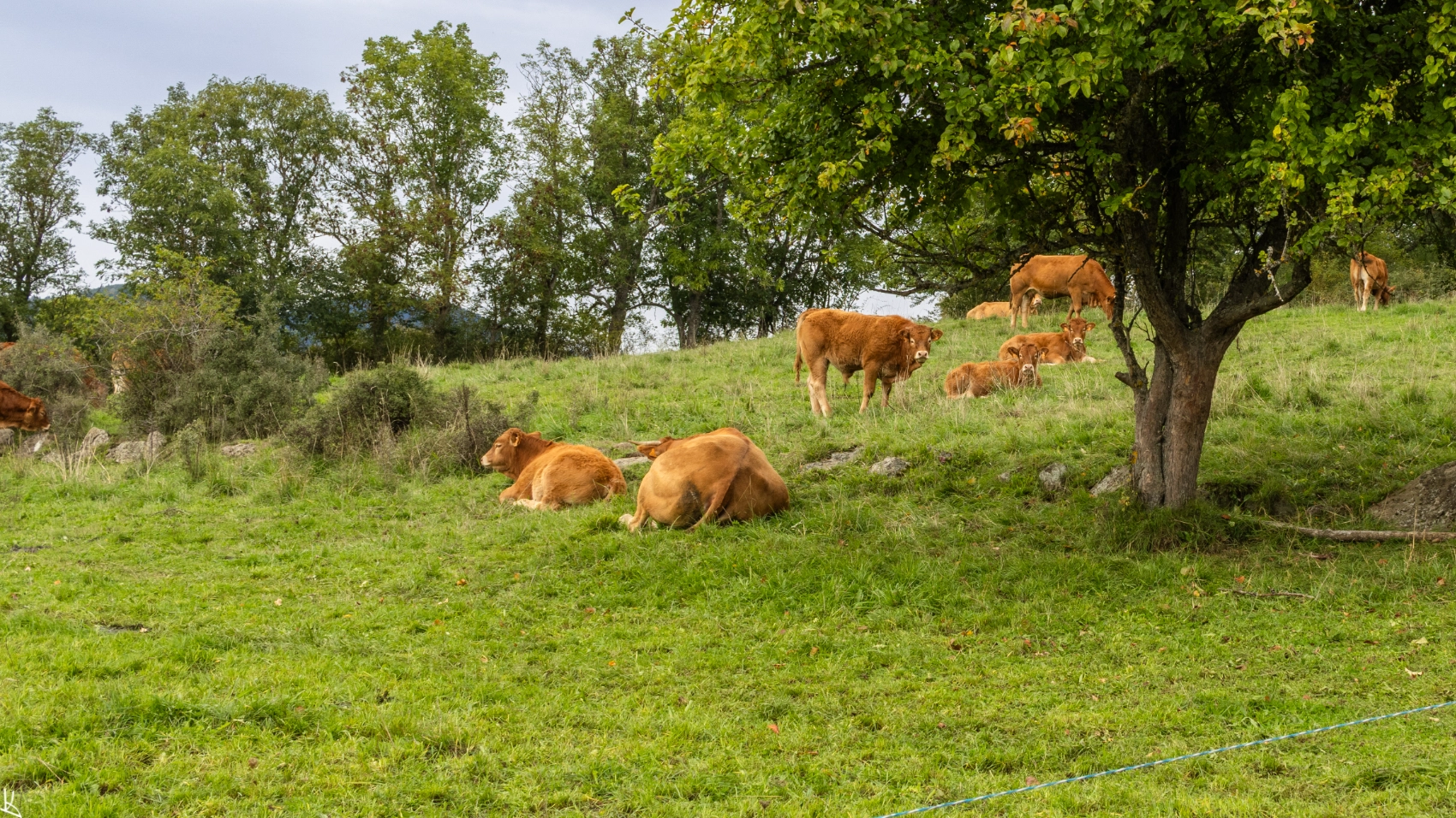 Moulebas - Vaches Limousines